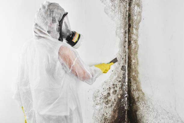 Best Mold Damage Repair  in South Boston, VA