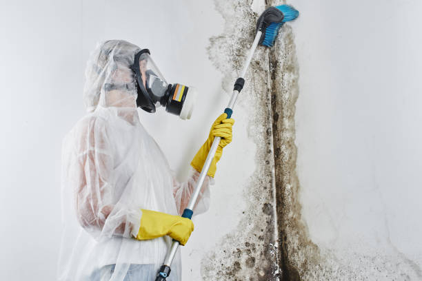 Best Mold Removal Near Me  in South Boston, VA
