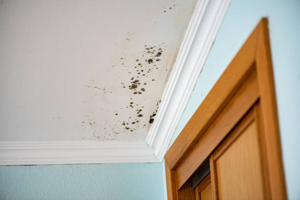 Best Mold Testing  in South Boston, VA