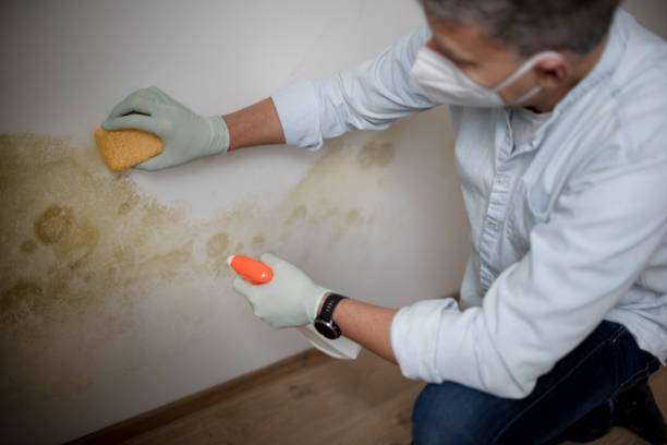 Best Mold Cleaning Services  in South Boston, VA