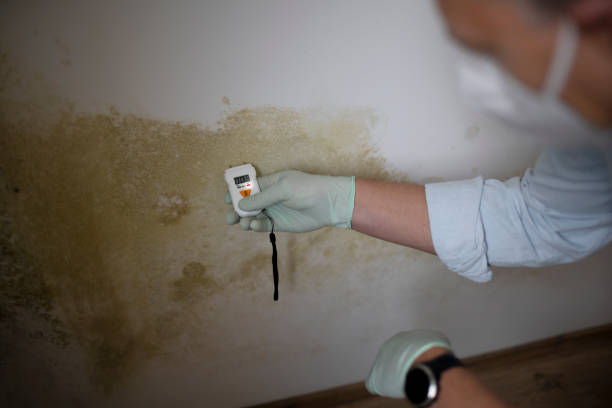 Best Toxic Mold Removal  in South Boston, VA
