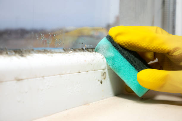Mold Removal Process in South Boston, VA