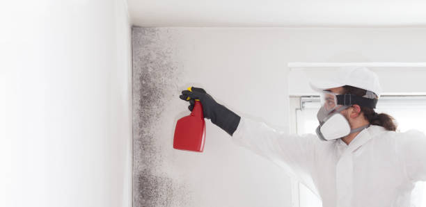 Best Local Mold Removal Service  in South Boston, VA