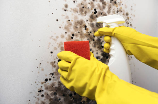 Best Professional Mold Removal  in South Boston, VA