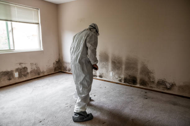 Best Emergency Mold Removal  in South Boston, VA