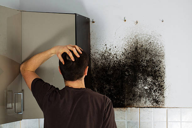 Best Fast Mold Removal  in South Boston, VA