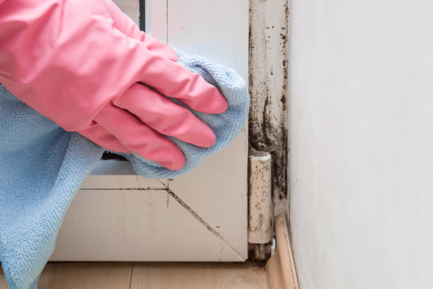 South Boston, VA Mold Removal Company