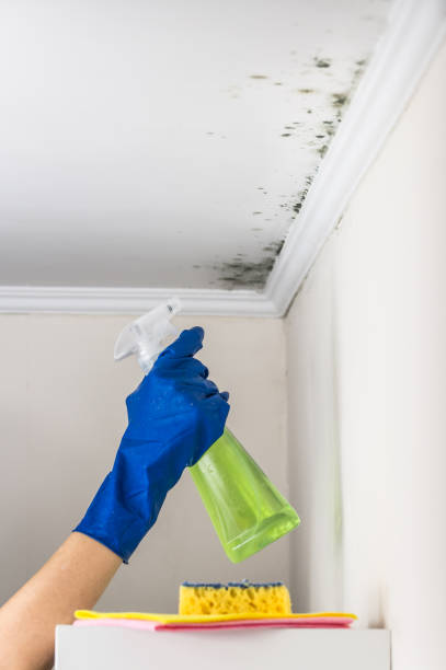 Best Toxic Mold Removal  in South Boston, VA