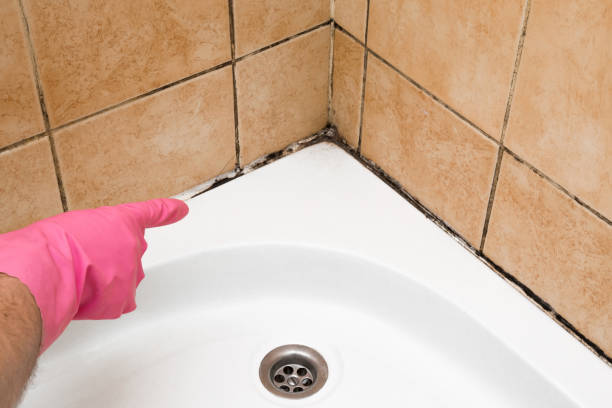 Best Black Mold Removal  in South Boston, VA